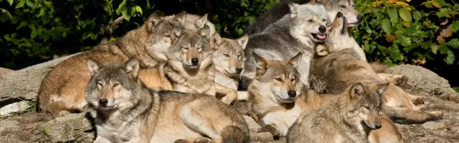 Who's in your wolf pack?
