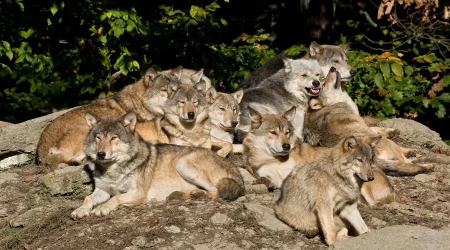 Who's in your wolf pack?