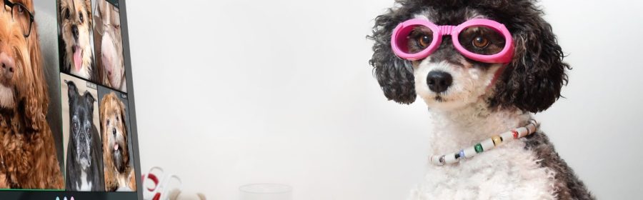 Dog wearing pink goggles at computer