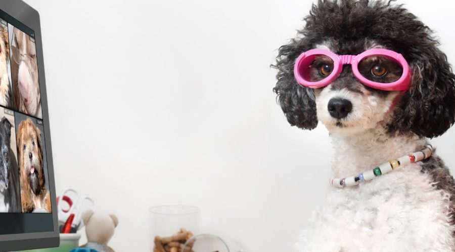 Dog wearing pink goggles at computer